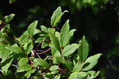 Vaccinium membranaceum