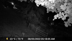 Odocoileus virginianus