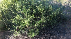 Rhynchosia schlechteri