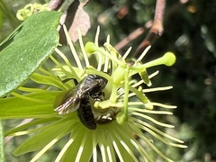 Protandrena passiflorae