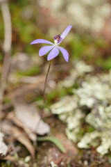 Cyanicula caerulea