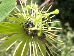 Protandrena passiflorae