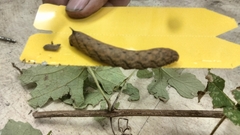 Amphion floridensis