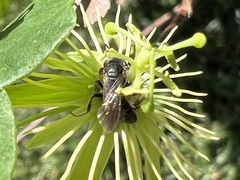 Protandrena passiflorae