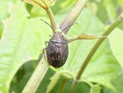 Antiteuchus