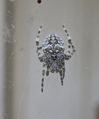 Araneus nordmanni