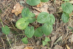 Maianthemum bifolium