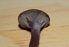 Clitocybe ditopa