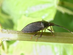 Antiteuchus