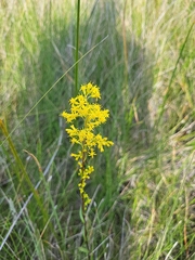 Solidago uliginosa
