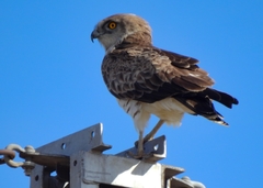Circaetus gallicus