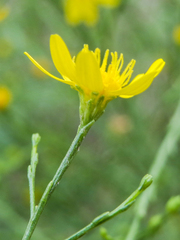 Gutierreziinae