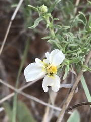 Zinnia acerosa