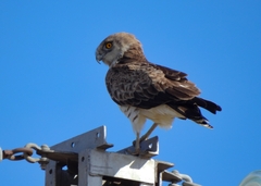 Circaetus gallicus