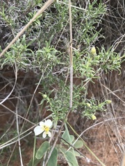 Zinnia acerosa