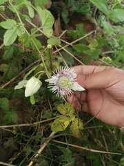 Passiflora bryonioides