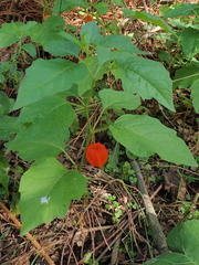 Alkekengi officinarum