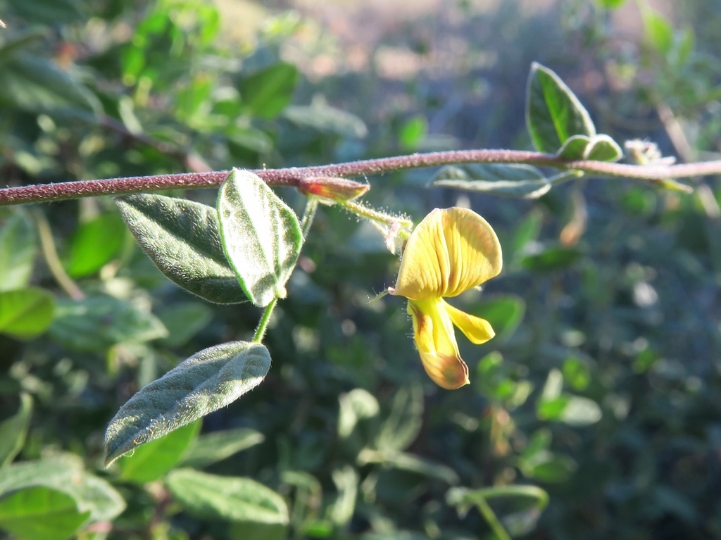 Namaqua Snoutbean