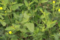 Boerhavia erecta