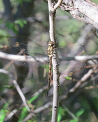 Rhionaeschna psilus