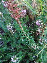 Erica vagans