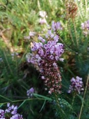 Erica vagans