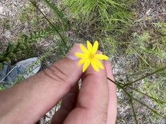 Croptilon divaricatum