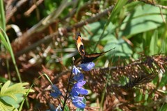 Aglais milberti