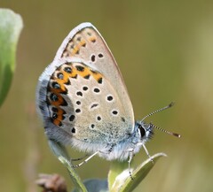 Plebejus idas