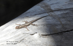 Cryptoblepharus