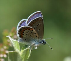 Plebejus idas