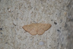 Cyclophora puppillaria