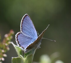 Plebejus idas