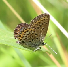 Plebejus