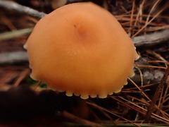 Laccaria bicolor