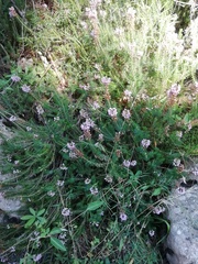 Erica vagans