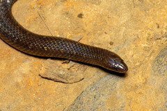 Atractus sanctaemartae