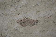 Peribatodes secundaria