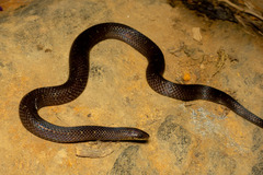 Atractus sanctaemartae