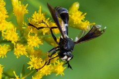Physocephala tibialis