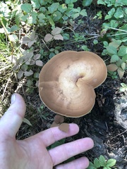 Ganoderma curtisii
