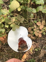 Ganoderma curtisii