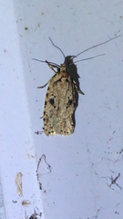 Agonopterix