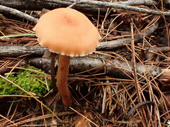 Laccaria bicolor
