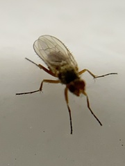 Heleomyzidae