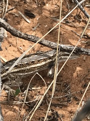 Sceloporus cowlesi