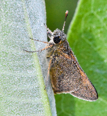 Polites themistocles