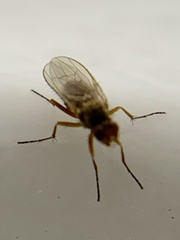 Heleomyzidae