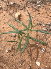 Talinum aurantiacum