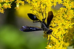 Isodontia